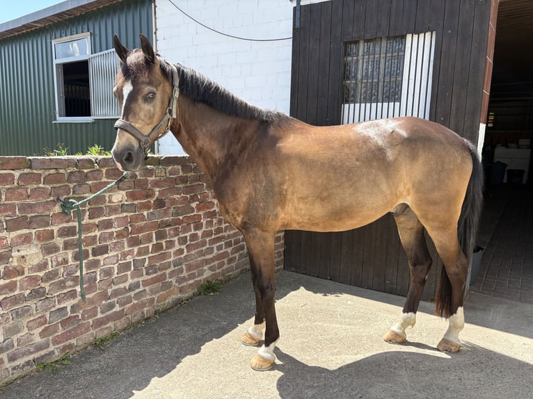 German Riding Horse Gelding 8 years 14.3 hh Dun in Mülheim an der Ruhr
