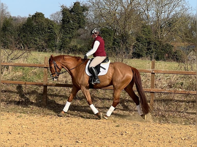 German Riding Horse Mix Gelding 8 years 16.2 hh Chestnut-Red in Eyendorf