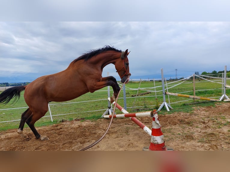German Riding Horse Gelding 8 years 16 hh Brown in Mochau