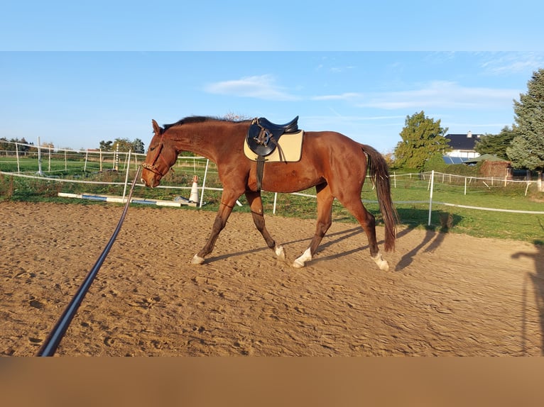 German Riding Horse Gelding 8 years 16 hh Brown in Mochau