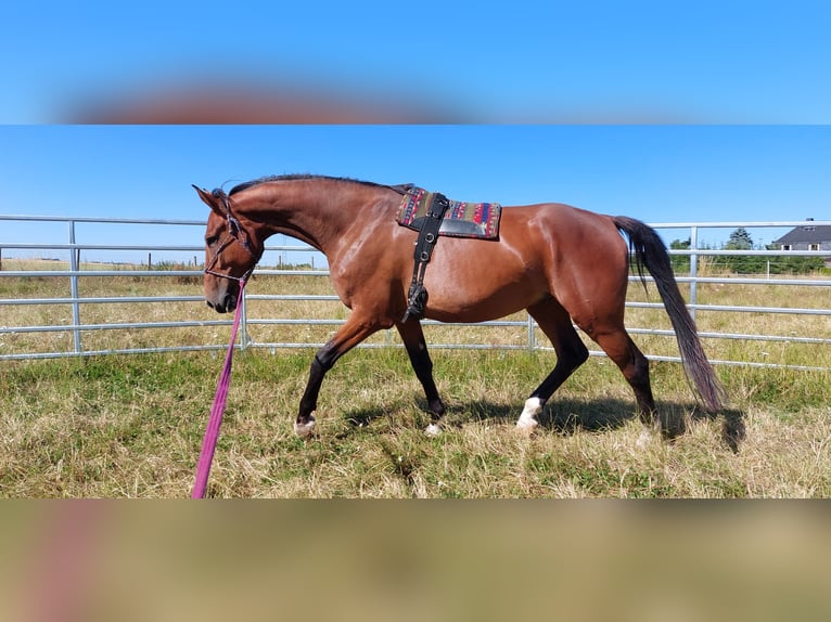 German Riding Horse Gelding 8 years 16 hh Brown in Mochau