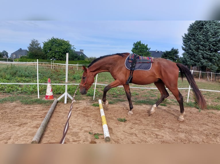 German Riding Horse Gelding 8 years 16 hh Brown in Mochau