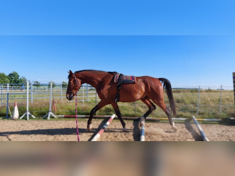 German Riding Horse Gelding 8 years 16 hh Brown in Mochau