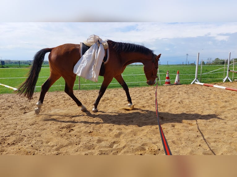 German Riding Horse Gelding 8 years 16 hh Brown in Mochau