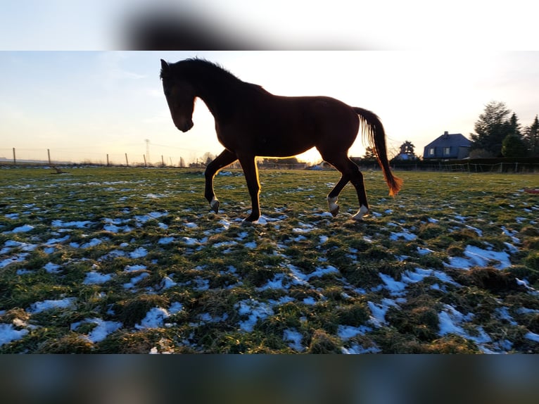 German Riding Horse Gelding 8 years 16 hh Brown in Mochau
