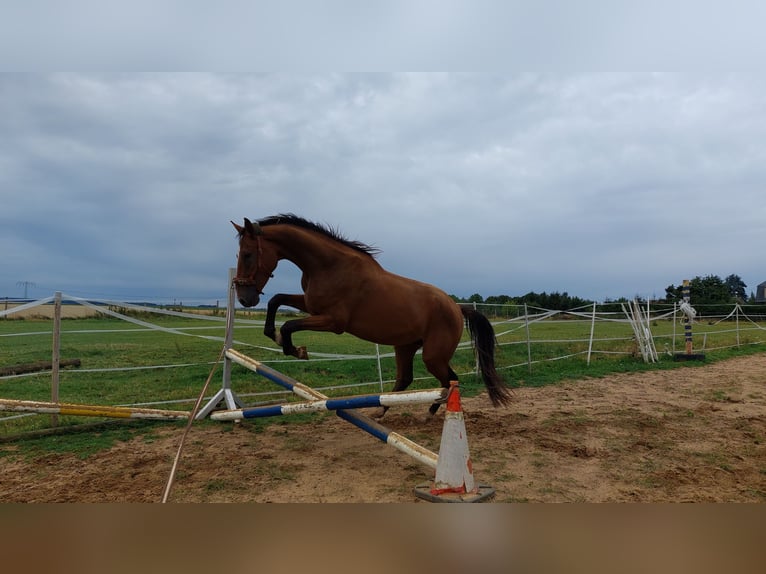 German Riding Horse Gelding 8 years 16 hh Brown in Mochau