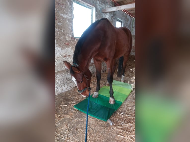German Riding Horse Gelding 8 years 16 hh Brown in Mochau