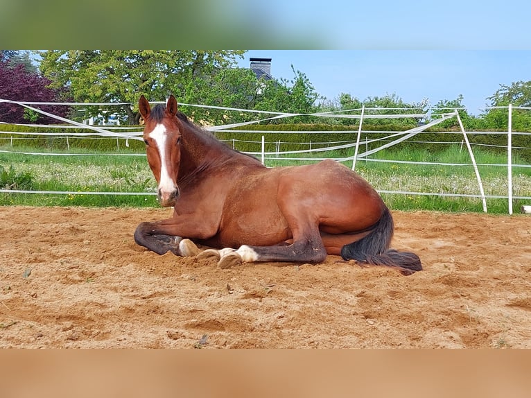 German Riding Horse Gelding 8 years 16 hh Brown in Mochau