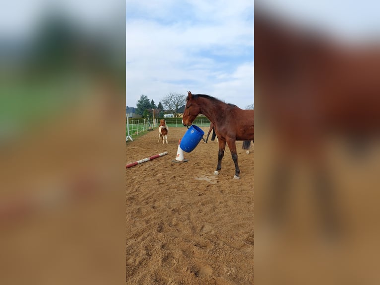 German Riding Horse Gelding 8 years 16 hh Brown in Mochau