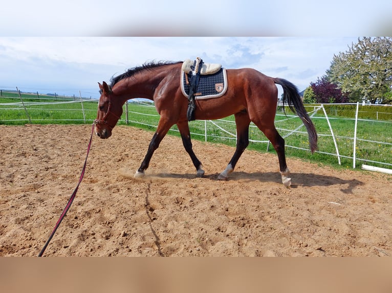 German Riding Horse Gelding 8 years 16 hh Brown in Mochau