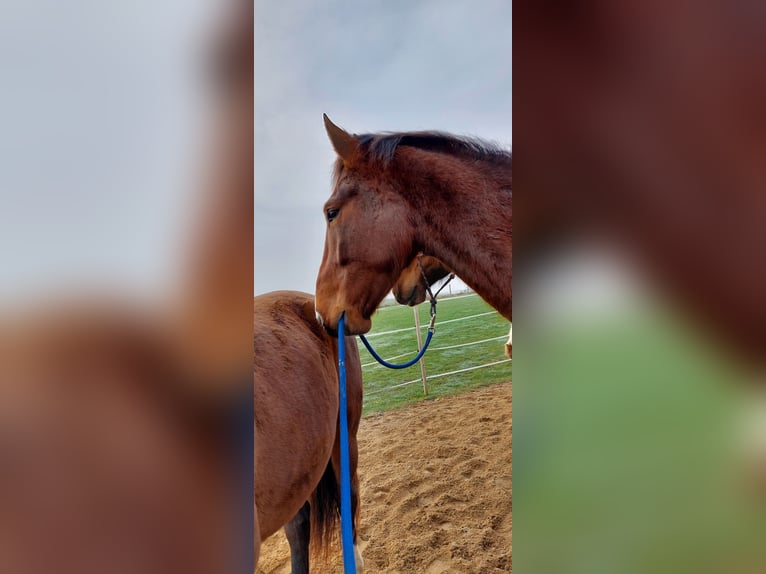 German Riding Horse Gelding 8 years 16 hh Brown in Mochau
