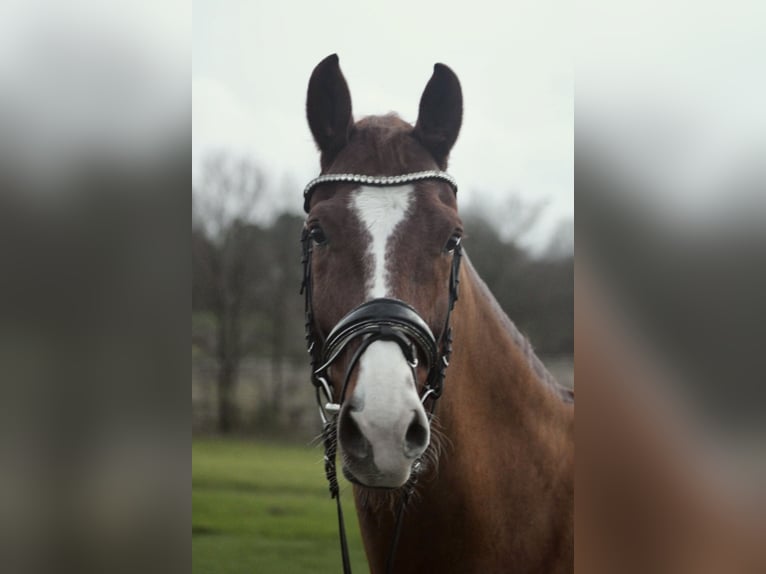 German Riding Horse Gelding 8 years 16,2 hh Chestnut-Red in Essen