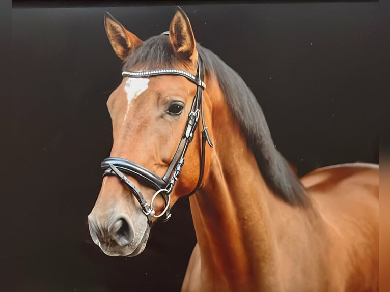 German Riding Horse Gelding 8 years 16,3 hh in Metelen