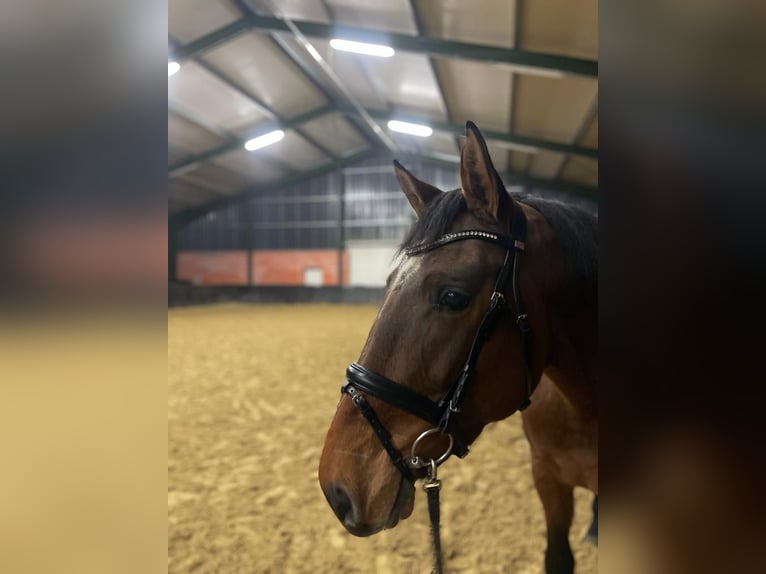 German Riding Horse Gelding 8 years 16,3 hh in Metelen