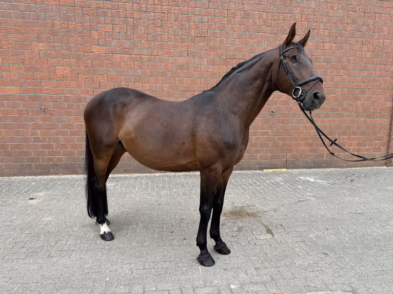German Riding Horse Gelding 8 years 16,3 hh in Westoverledingen