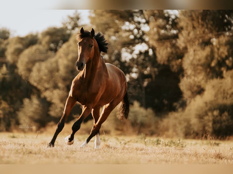 German Riding Horse Gelding 8 years 17.2 hh Brown in Stockheim