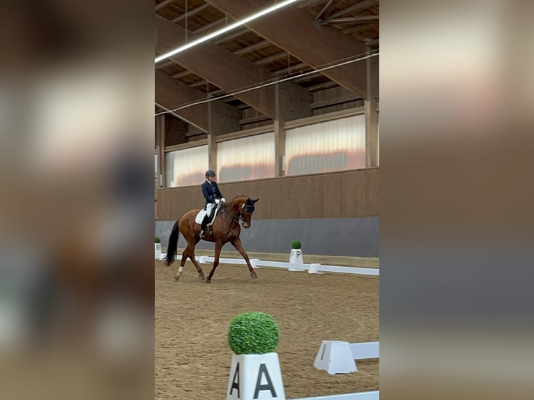 German Riding Horse Gelding 8 years 17,2 hh Chestnut-Red in Aurach