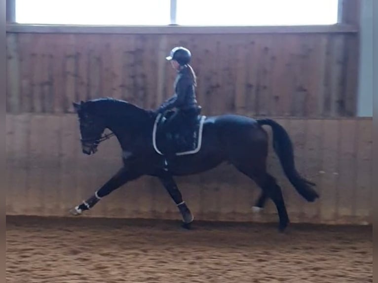 German Riding Horse Gelding 8 years 17 hh Bay-Dark in Stöttwang