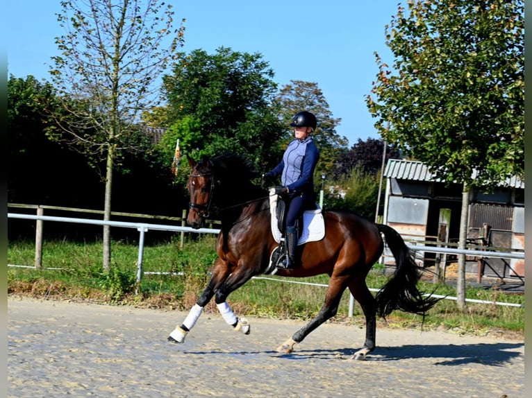 German Riding Horse Gelding 8 years 17 hh Bay-Dark in Ascheberg