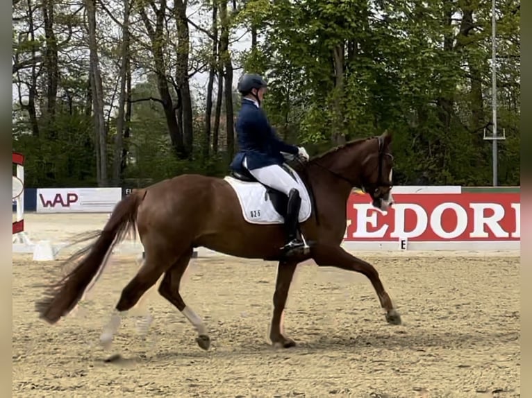 German Riding Horse Gelding 8 years 17 hh Chestnut-Red in Paderborn