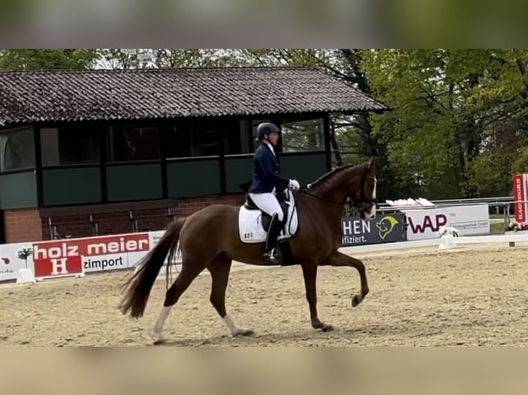 German Riding Horse Gelding 8 years 17 hh Chestnut-Red in Paderborn