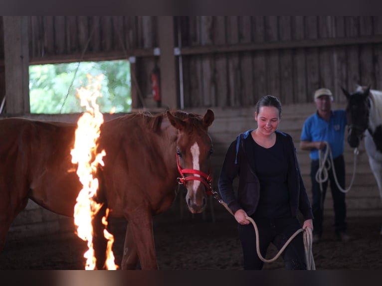 German Riding Horse Gelding 8 years 17 hh Chestnut-Red in Vlotho