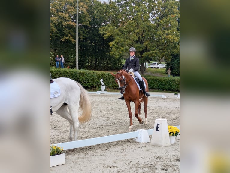 German Riding Horse Gelding 8 years 17 hh Chestnut-Red in Vlotho