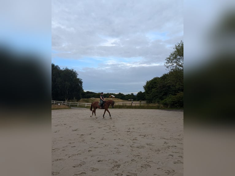 German Riding Horse Gelding 8 years 17 hh Chestnut-Red in Vlotho