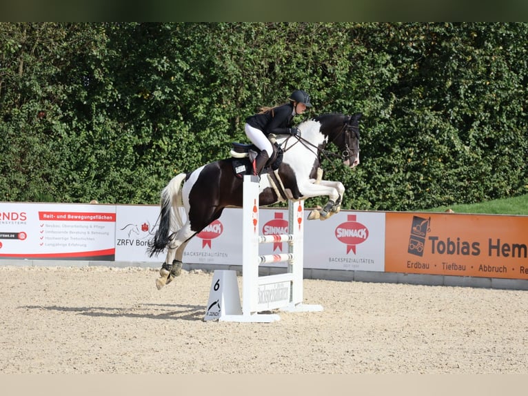 German Riding Horse Gelding 8 years 17 hh Pinto in Rosendahl