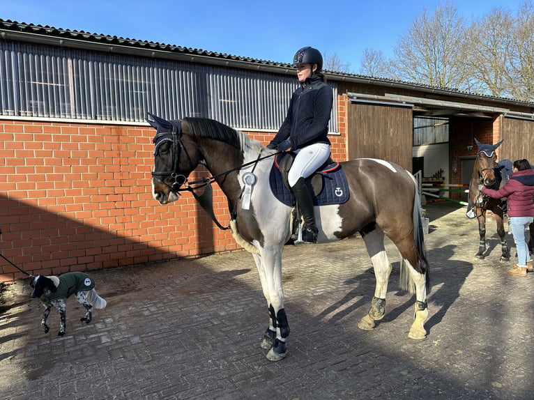 German Riding Horse Gelding 8 years 17 hh Pinto in Rosendahl
