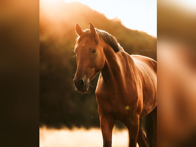 German Riding Horse Gelding 8 years 17,2 hh Brown in Stockheim