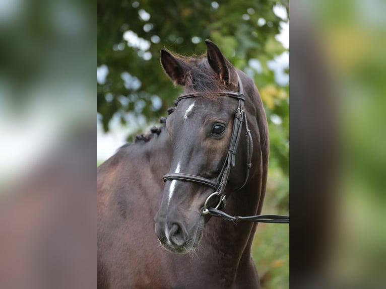 German Riding Horse Gelding 9 years 16,2 hh Bay-Dark in Neuenrade