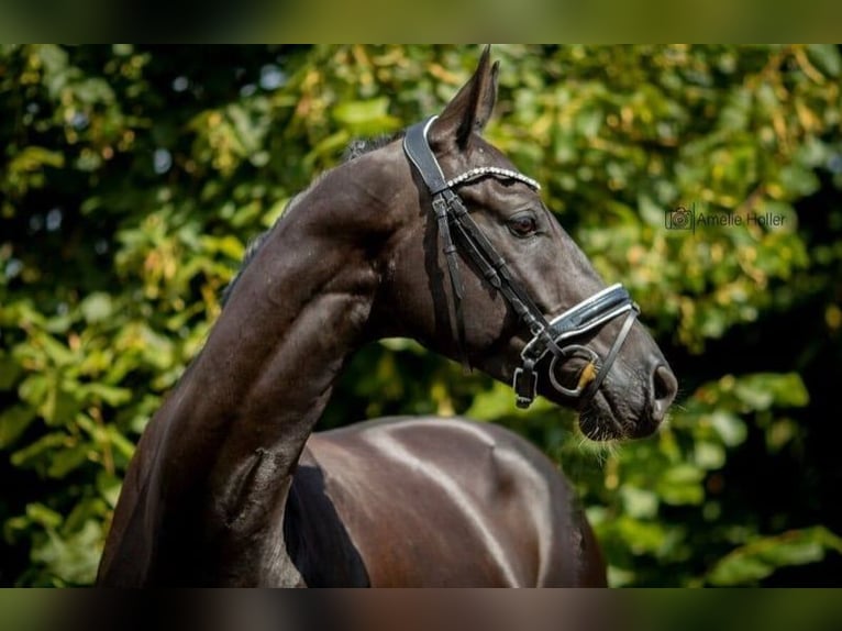German Riding Horse Gelding 9 years 16.2 hh Black in Burgthann