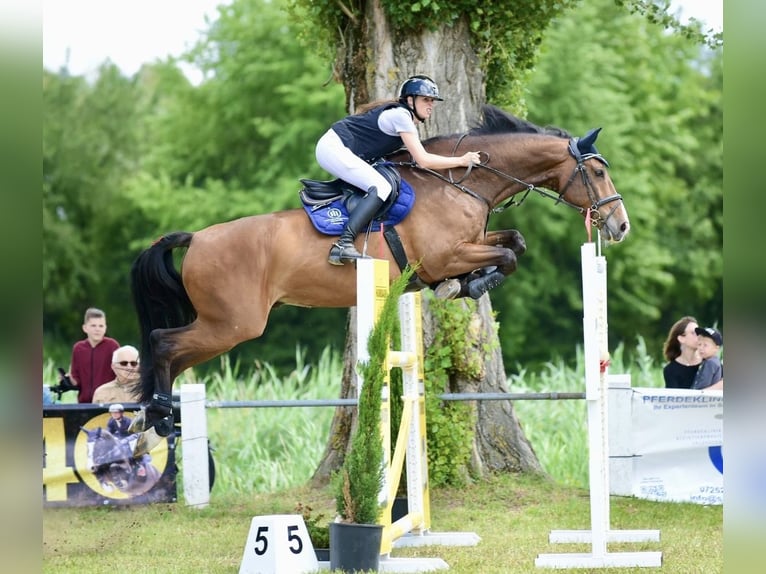 German Riding Horse Gelding 9 years 16.3 hh Brown in Markgröningen