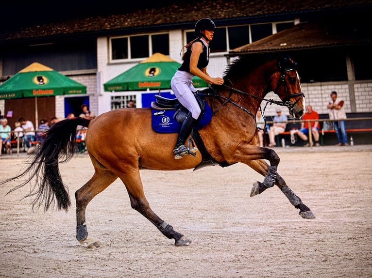 German Riding Horse Gelding 9 years 16.3 hh Brown in Markgröningen
