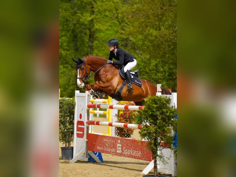 German Riding Horse Gelding 9 years 16,3 hh Chestnut-Red in Dorsten