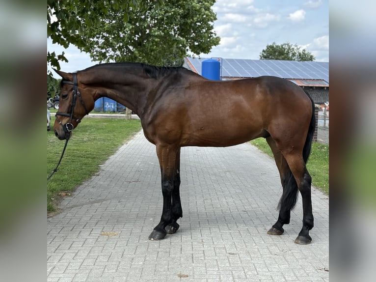 German Riding Horse Gelding 9 years 16,2 hh Brown in Nordwalde