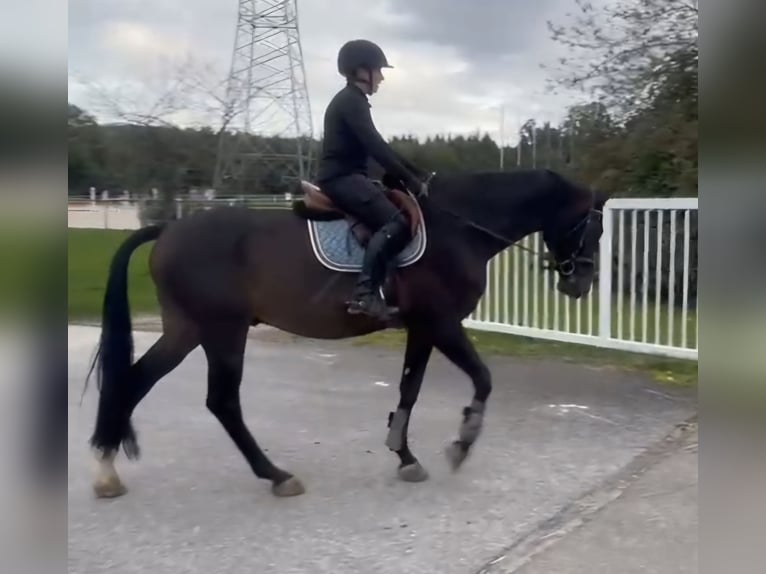 German Riding Horse Gelding 9 years 17 hh Bay-Dark in Schömberg