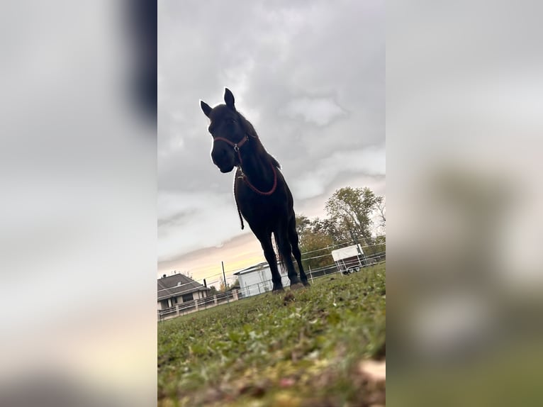 German Riding Horse Mix Mare 10 years 13,2 hh Brown in Helbra