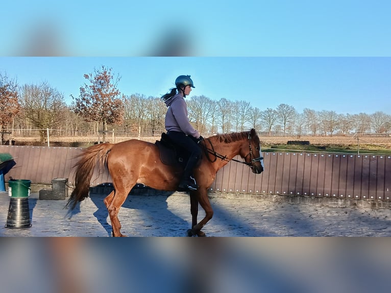 German Riding Horse Mare 10 years 13,3 hh Chestnut-Red in Celle