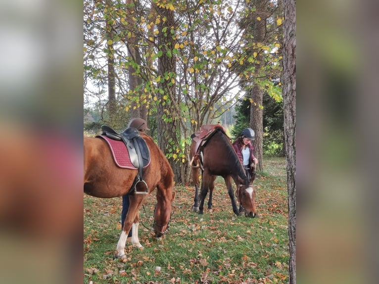 German Riding Horse Mare 10 years 15,1 hh Chestnut-Red in Meßstetten