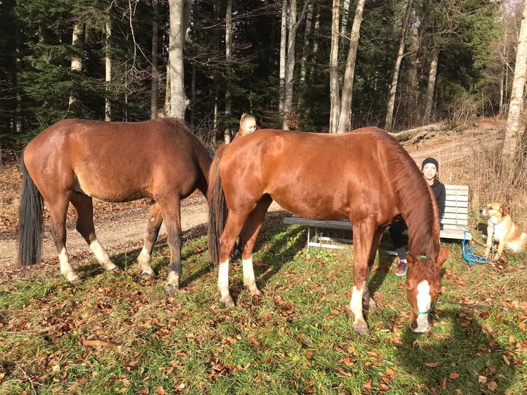 German Riding Horse Mare 10 years 15,1 hh Chestnut-Red in Meßstetten