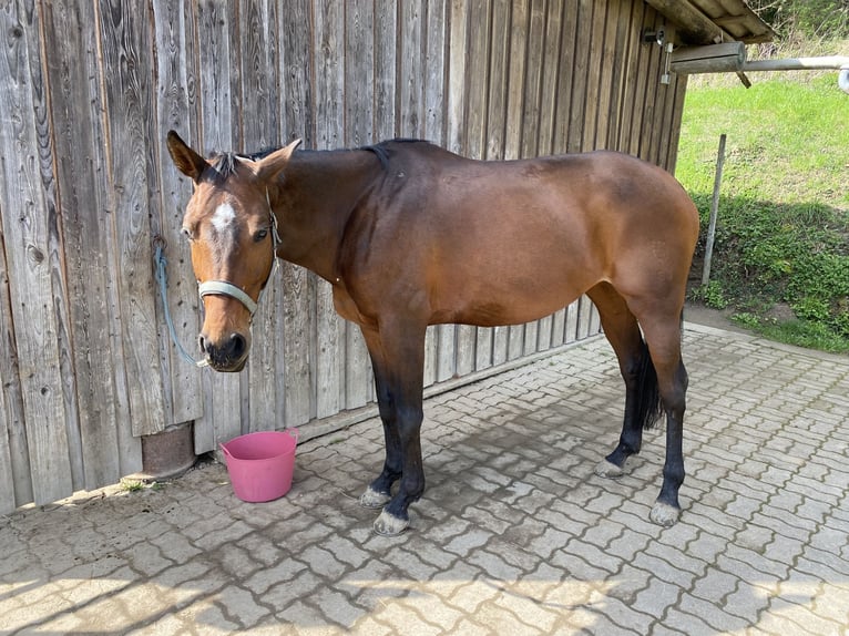German Riding Horse Mare 10 years 15,2 hh Brown in Ettenheim