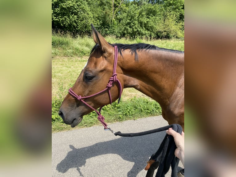 German Riding Horse Mare 10 years 15,2 hh Brown in Ettenheim