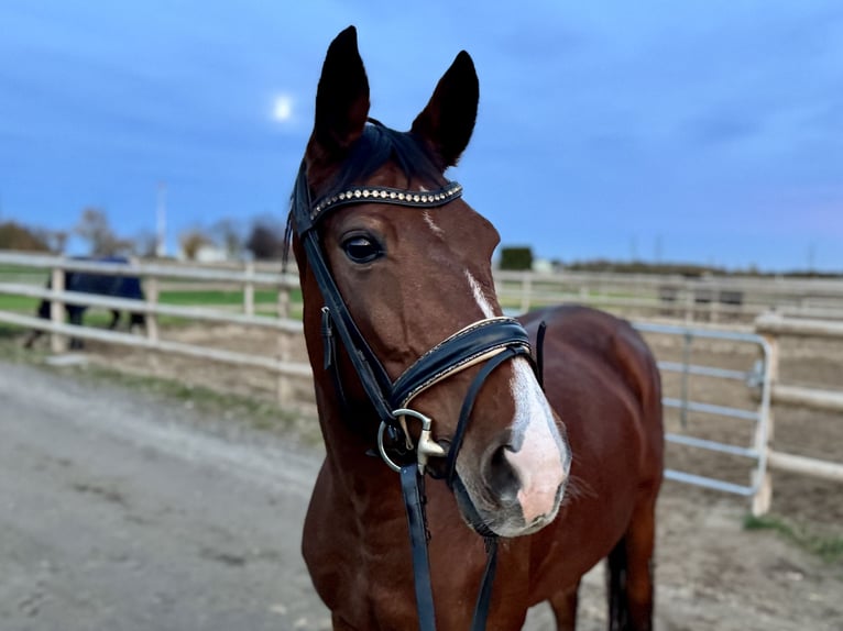 German Riding Horse Mare 10 years 15,2 hh Brown in Grevenbroich