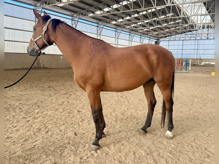German Riding Horse Mare 10 years 16.1 hh Bay-Dark in Weiterstadt