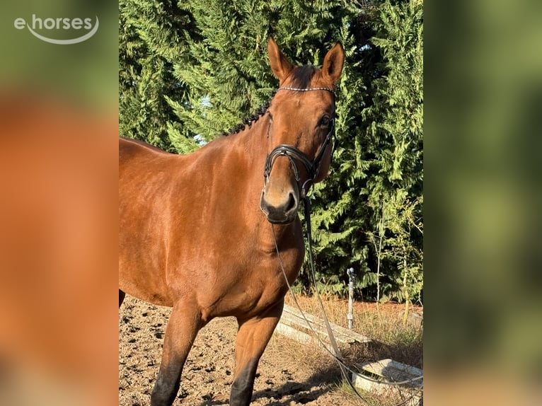 German Riding Horse Mare 10 years 16.1 hh Brown in Weiterstadt