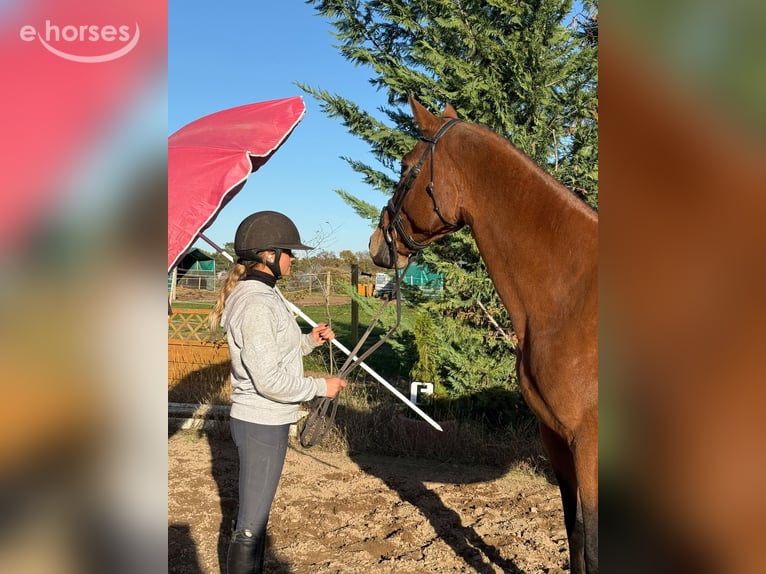 German Riding Horse Mare 10 years 16.1 hh Brown in Weiterstadt