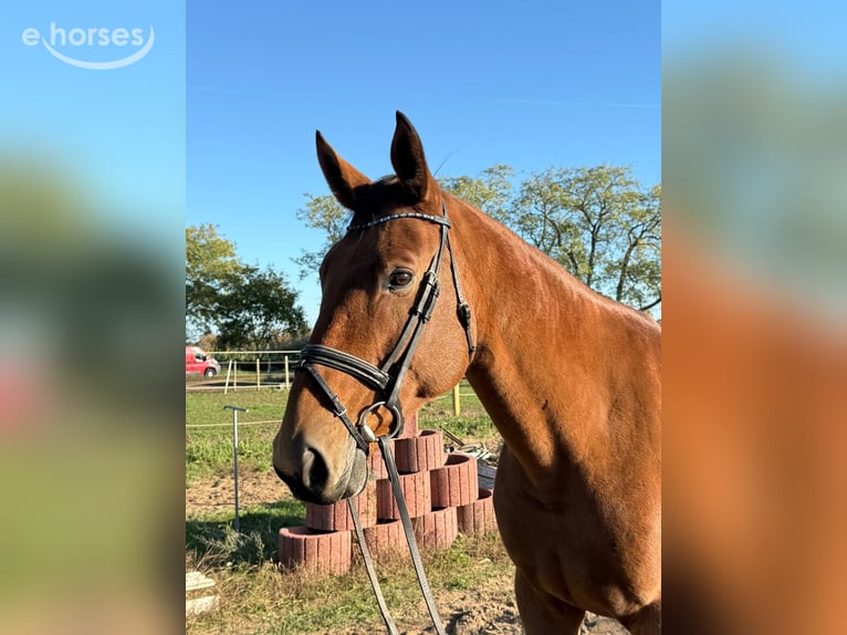 German Riding Horse Mare 10 years 16.1 hh Brown in Weiterstadt