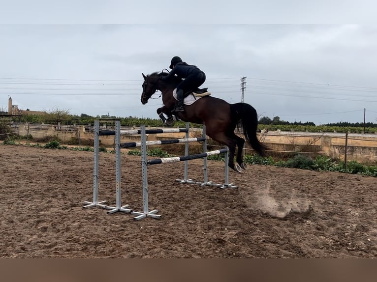 German Riding Horse Mare 10 years 16,1 hh Brown in Mirambells